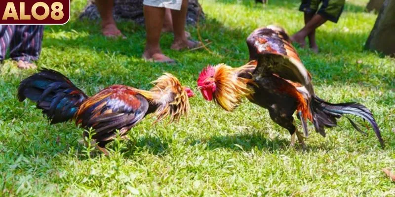 Khám phá chi tiết về đá gà ALO8